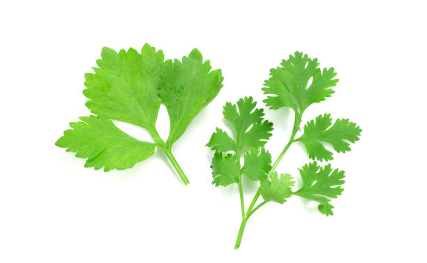 istock Branch of fresh parsley 693113314