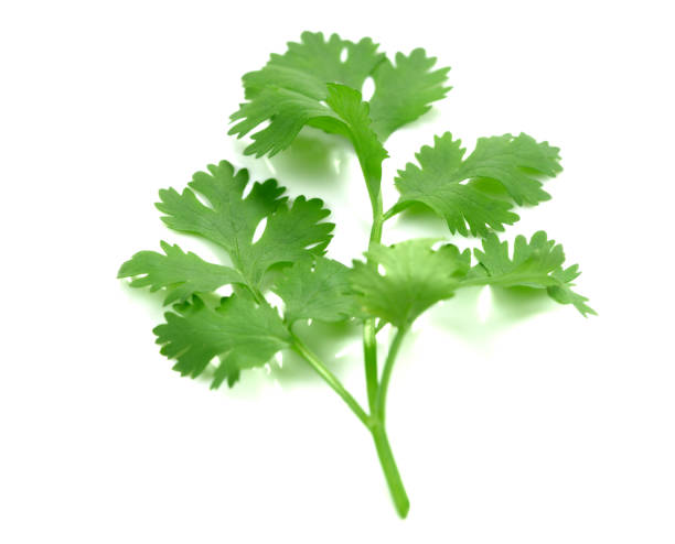 istock green parsley sprig isolated on white background 693113324