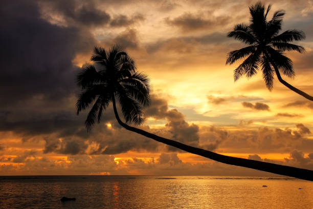 Silhouette of leaning palm trees at sunrise, Taveuni Island, Fiji Silhouette of leaning palm trees at sunrise on Taveuni Island, Fiji. Taveuni is the third largest island in Fiji. vanua levu island photos stock pictures, royalty-free photos & images