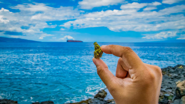 cannabis nug on the ocean stock photo