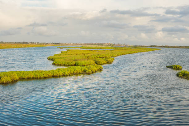 istock Bolsa Chica Wetlands, Huntington Beach 693120060