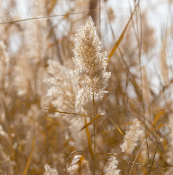 istock Yellow reeds in nature in autumn 693122316