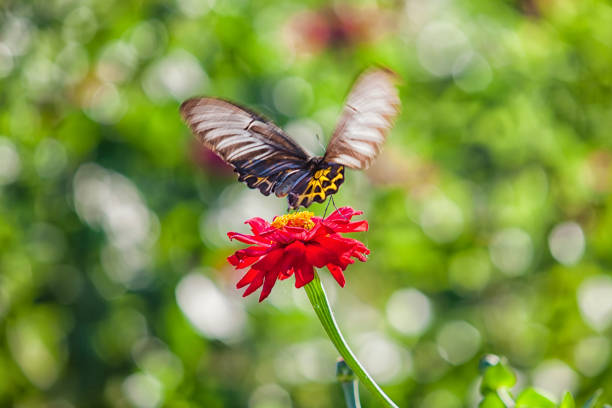 Soft focus, Butterfly on red zinnia flower under sunlight or daylight. ( The Golden Birdwing ) Butterfly Common Birdwing Troides helena cerberus of Thailand isolated on natural background.