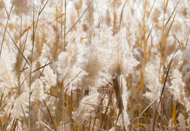 istock Yellow reeds in nature in autumn 693125898