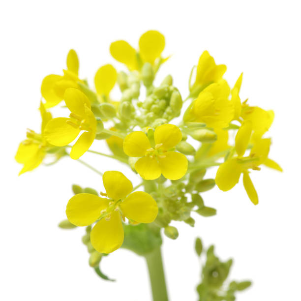 istock Chinese cabbage flowers on white background 693126010