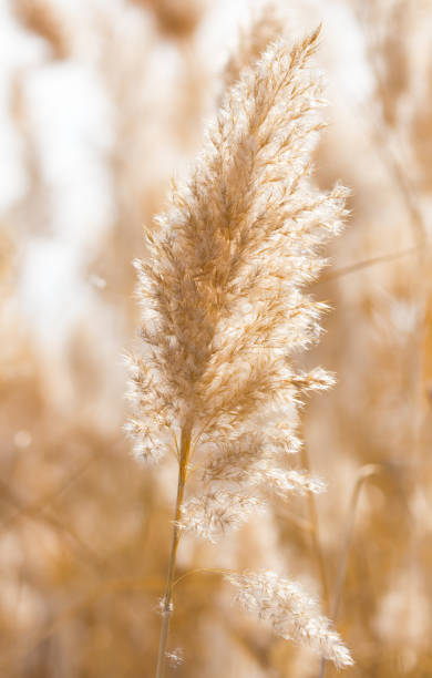 istock Yellow reeds in nature in autumn 693126146
