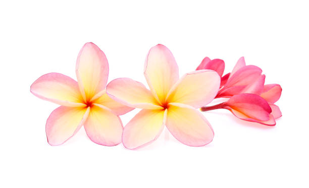 istock frangipani or plumeria isolated on white background 693126288