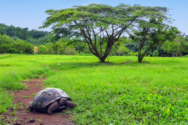 tortuga gigante de galápagos en la isla de santa cruz, galápagos, ecuador - turtle grass fotografías e imágenes de stock