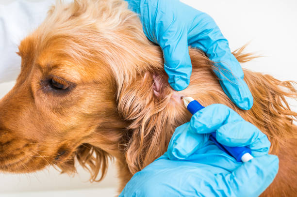 istock Veterinarian removing a tick from the Cocker Spaniel dog 693129448