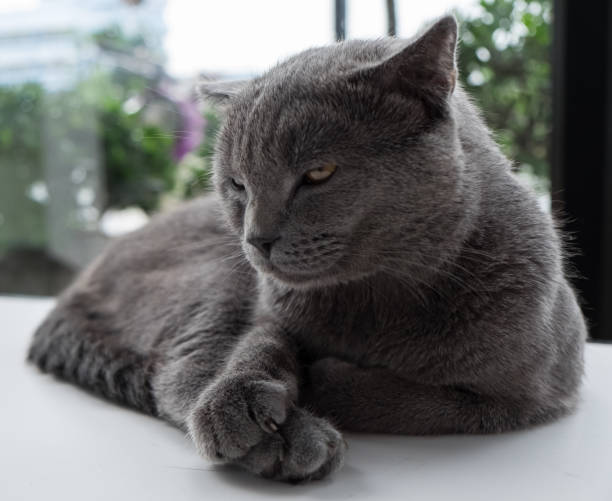 istock Portrait of grey cat cute 693129776