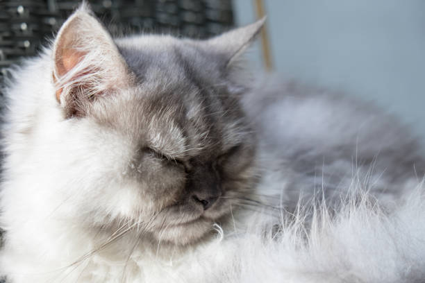 istock Portrait of grey cat cute relaxing 693129840