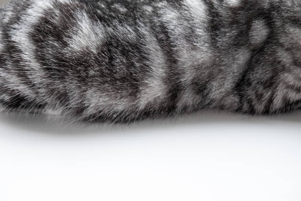 istock close-up cat fur texture, grey color for Background, textures and wallpaper. 693129858