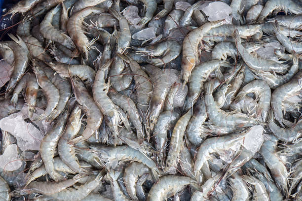 istock Fresh shrimp at the market for sell 693129890