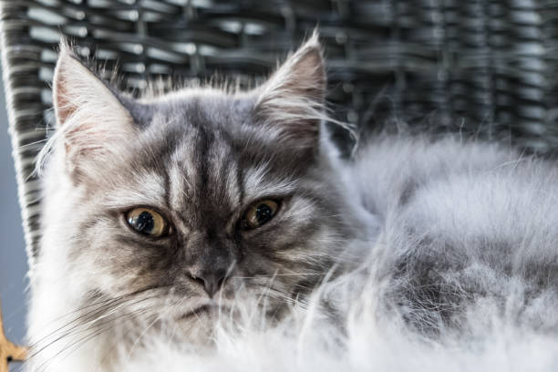 istock Portrait of grey cat cute relaxing 693129908