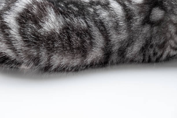 istock close-up cat fur texture, grey color for Background, textures and wallpaper. 693129972