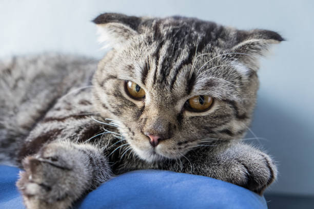 istock Portrait of grey cat cute relaxing 693129998