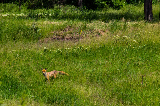 istock Red fox (Vulpes Vulpes) on green meadow. Fox in the wild 693133226