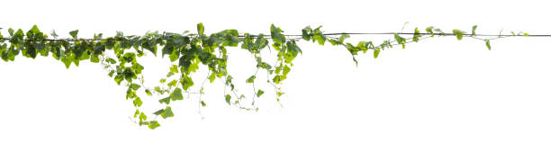 istock Plants ivy. Vines on poles on white background, Clipping path 693136178