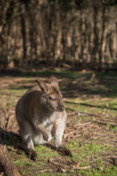 pequeño wallaby, un animal de la fauna en australia - agile wallaby fotografías e imágenes de stock