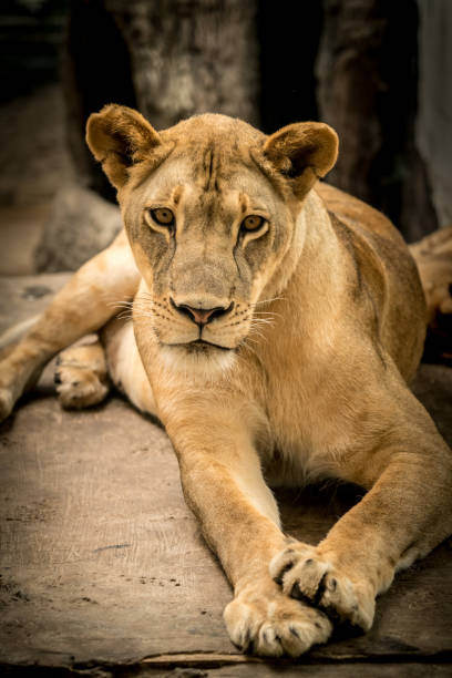 istock Lioness, Female lion 693139892
