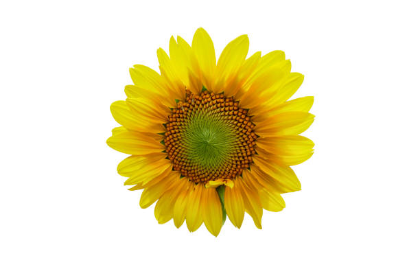 istock Beautiful sunflower as isolated background 693139970