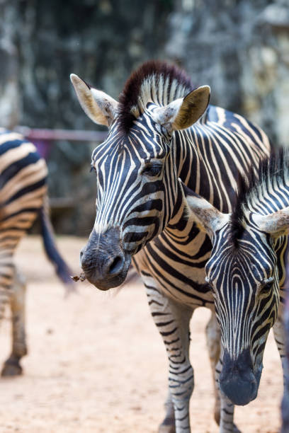 istock Close-up portrait of  zebra 693140192