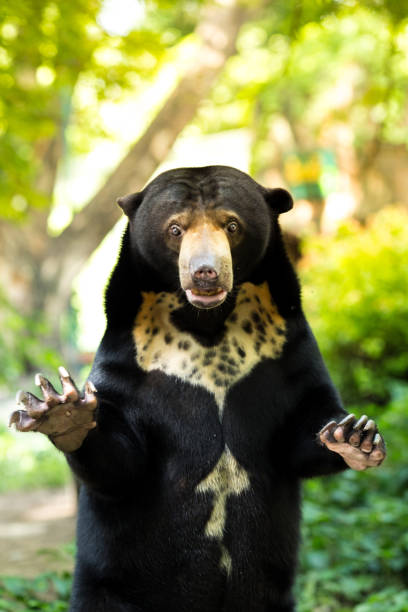 istock Black bear standing and shocked Natural green background 693140252