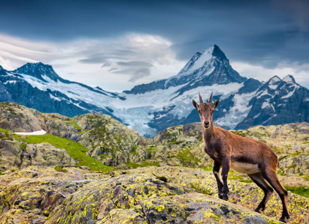 istock Alpine Ibex (Capra Ibex) on the Wetterhorn mount background. 693145916