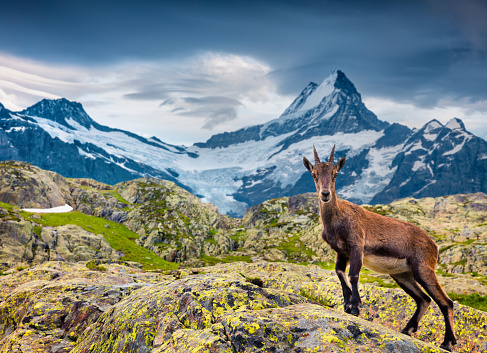 Alpine Ibex (Capra Ibex) on the Wetterhorn mount background.  located west of Innertkirchen in the Bernese Oberland Alps. Switzerland, Europe.