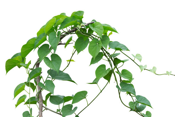istock vine plants isolated on white background. clipping path 693151774