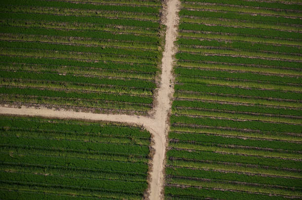 himmel-weinberge - vineyard in a row crop california stock-fotos und bilder