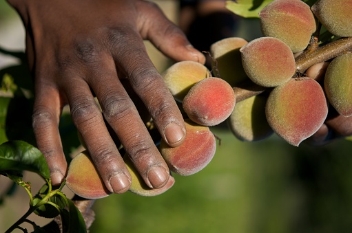 Hand of one person touching a branch full of young ripe peaches early in the morning Jonkershoek Stellenbosch South Africa