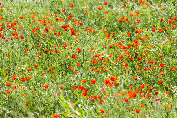 istock red poppies in a field in nature 693159878