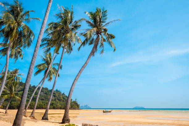 istock Palm and tropical beach Phi phi island Thailand 693161884