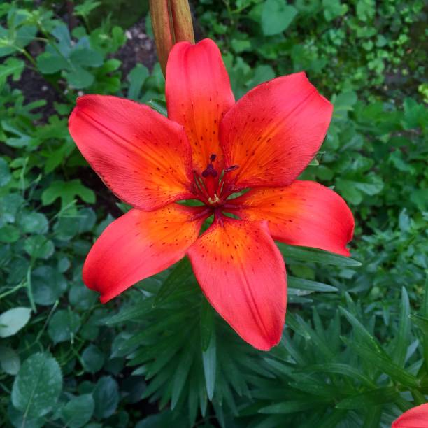 istock Lily Flower People 693162462