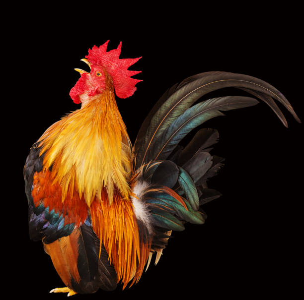 istock Rooster Rooster Isolated On black Background 693168120