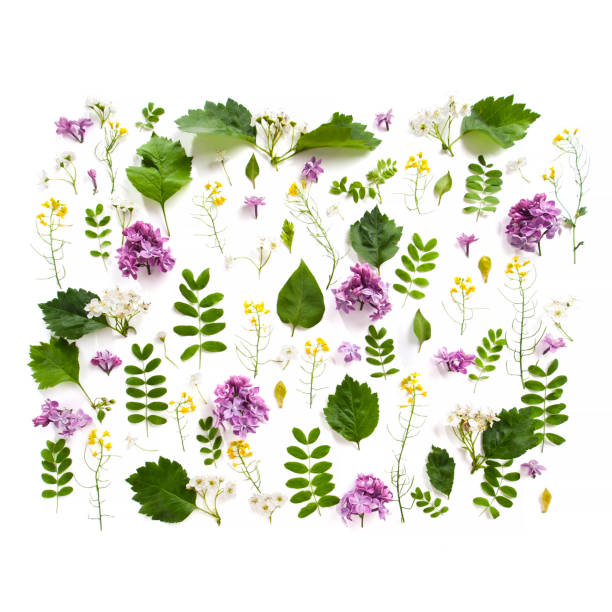 istock Various field plants and lilac flowers lined with a rectangle on a white background. 693168870