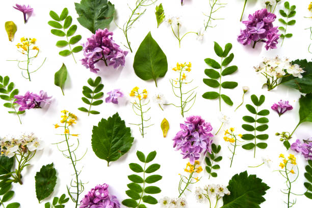 istock Pattern made from natural plants and lilac flowers on a white background. 693168898