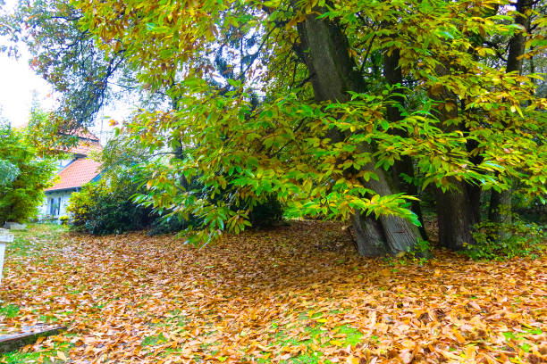 istock Autumn Impression from the Saxony forest, near Hamburg. Germany 693169222