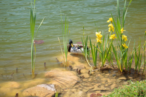 Bright sunlight shining on male drake duck nestled on rock beside pond with bright yellow summer flowers
