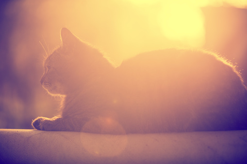 Silhouette of a cat lying outdoor during sunset against the sun