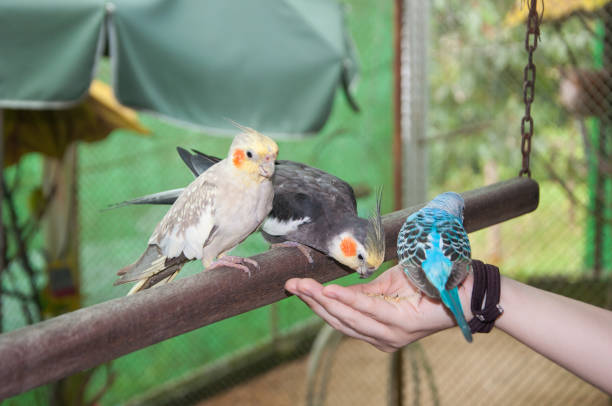 istock many parakeets with different colors eating seeds on a hand 693183654
