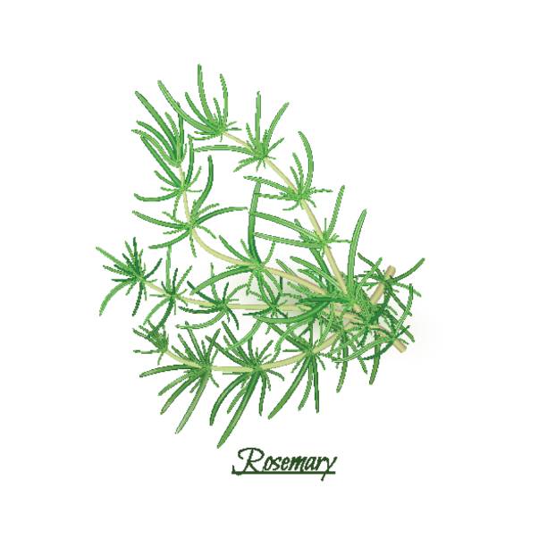 illustrazioni stock, clip art, cartoni animati e icone di tendenza di rametti di fresco delizioso rosmarino in stile realistico - fennel ingredient vegetable isolated on white