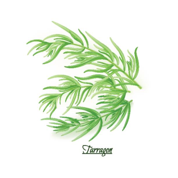 illustrazioni stock, clip art, cartoni animati e icone di tendenza di rametti di delizioso dragoncello fresco in stile realistico - fennel ingredient vegetable isolated on white