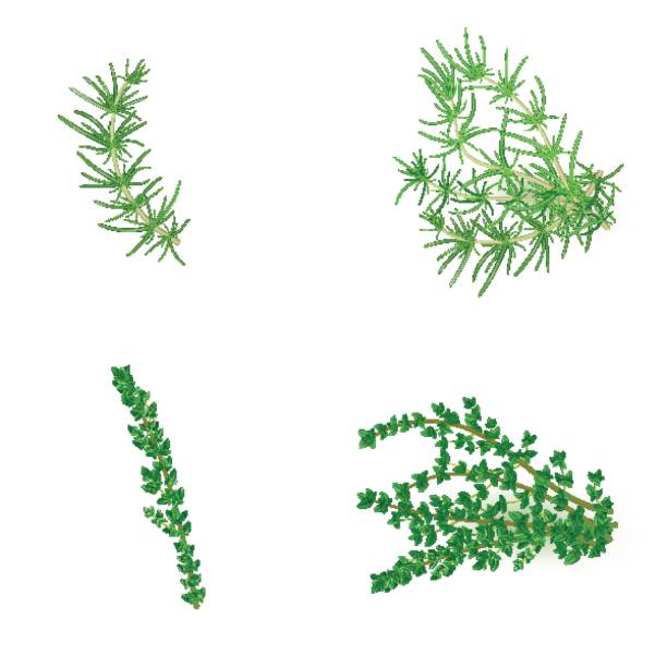 로즈 메리 및 백 리 향 현실적인 스타일의 집합 - fennel seed spice white background stock illustrations