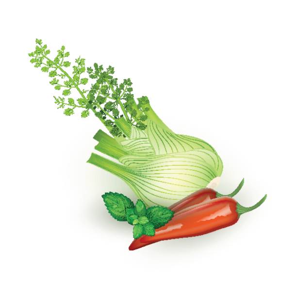 illustrazioni stock, clip art, cartoni animati e icone di tendenza di set di menta, pepe e finocchio in stile realistico - fennel ingredient vegetable isolated on white