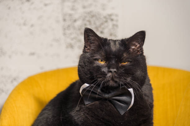 istock Black cat. Black Cat with Butterfly on the neck 693188016
