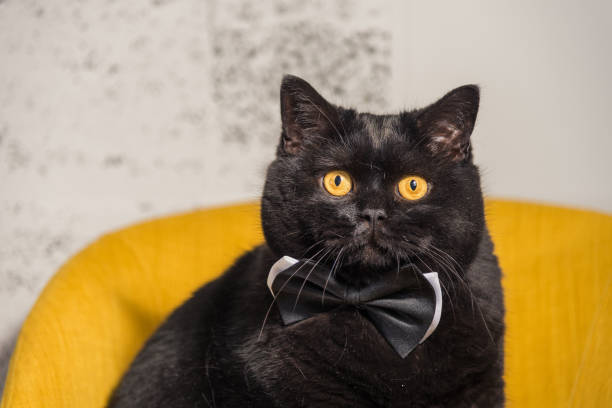 istock Black cat. Black Cat with Butterfly on the neck 693188112