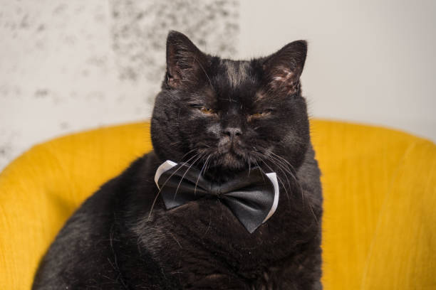 istock Black cat. Black Cat with Butterfly on the neck 693188214