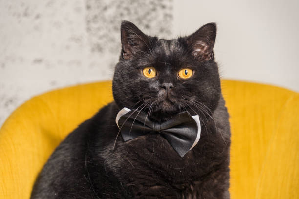 istock Black cat. Black Cat with Butterfly on the neck 693188264
